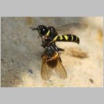 Crabro peltarius - Grabwespe w18a 11mm beim Nestanflug - Sandgrube Niedringhaussee.jpg